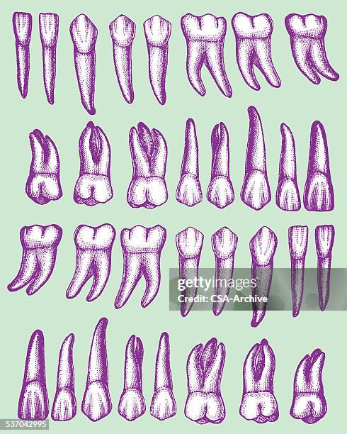 Tooth Map Visual Tooth Chart High-Res Vector Graphic - Getty Images