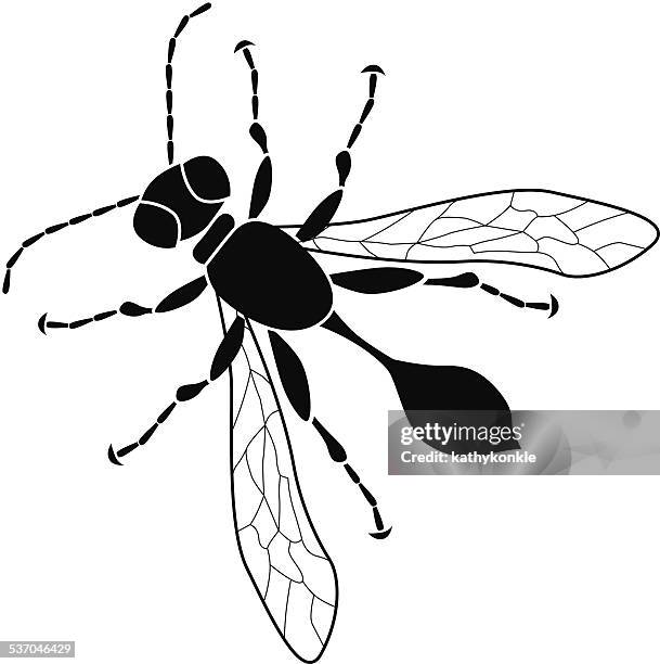 vector wasp in black and white - wasp stock illustrations