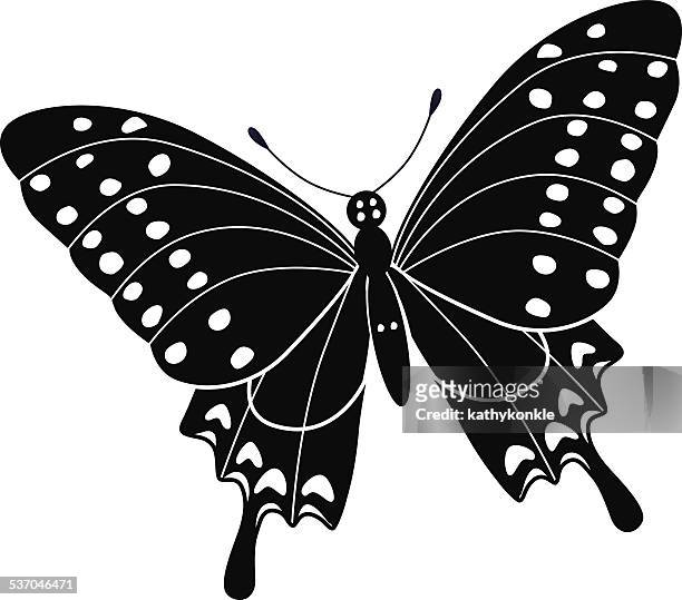 spicebush swallowtail north american butterfly - spice swallowtail butterfly stock illustrations