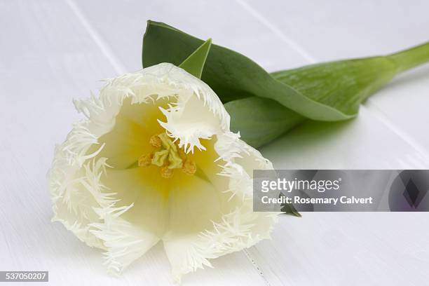white fringed tulip on a white background - tulipa fringed beauty stock pictures, royalty-free photos & images
