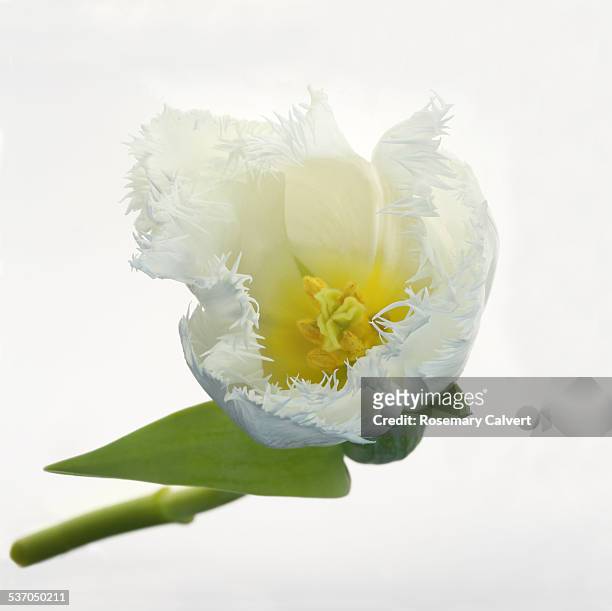 white fringed tulip on white in square - tulipa fringed beauty stock pictures, royalty-free photos & images