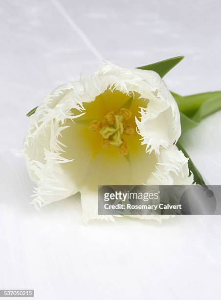 close-up of white fringed tulip on whte background - tulipa fringed beauty stock pictures, royalty-free photos & images