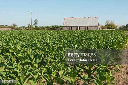 Cuban tobacco field with barn