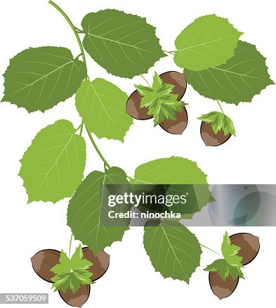 Hazelnut branch Hazelnut branch