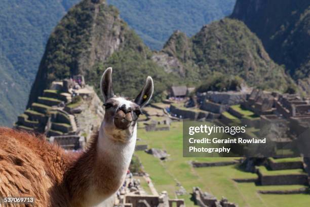 a friendly face on top of machu picchu - ワイナピチュ山 ストックフォトと画像