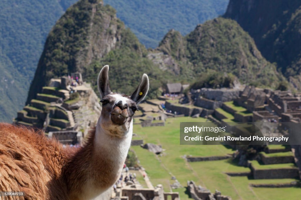 A Friendly Face on Top of Machu Picchu