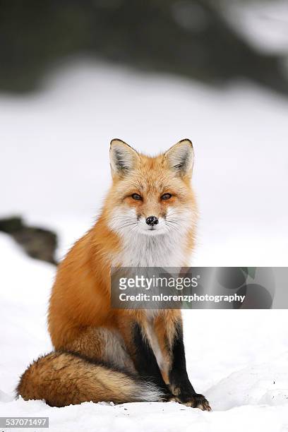 wild red fox in winter - fox foto e immagini stock