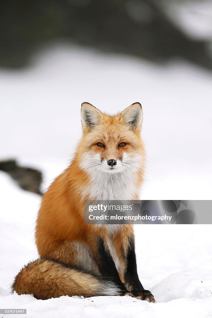 Wild Red Fox In Winter