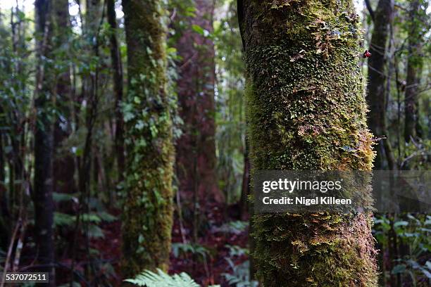 waipoua forest - waipoua forest stock pictures, royalty-free photos & images