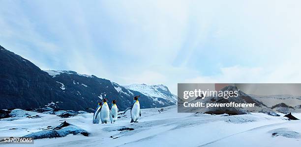 pinguine auf winter "tundra" - pinguin stock-fotos und bilder