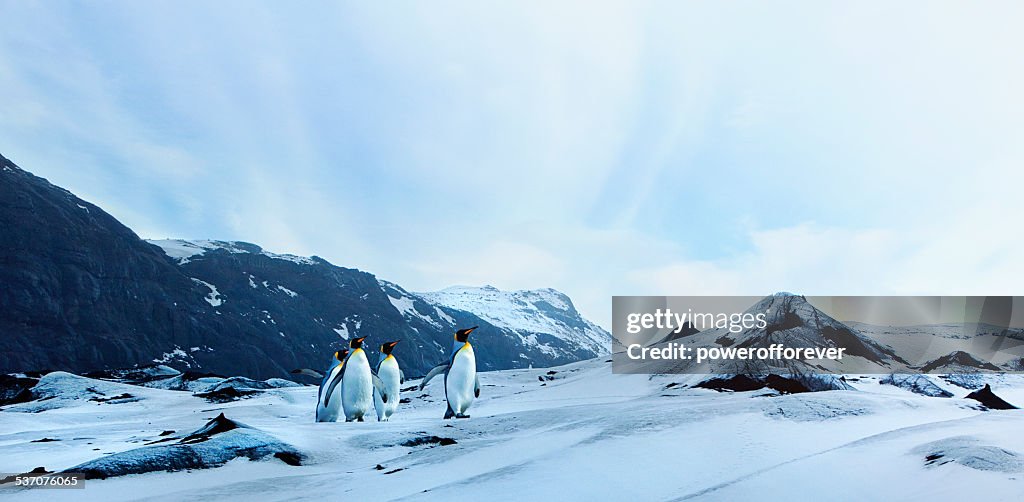 Penguins on Winter Tundra