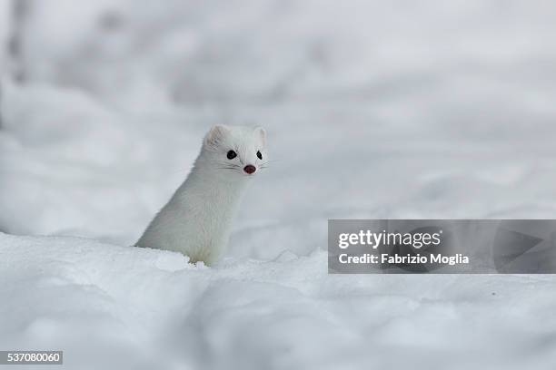 stoat - ermine stock pictures, royalty-free photos & images