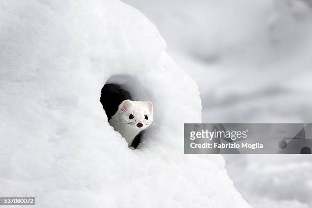stoat - mustela erminea stock pictures, royalty-free photos & images