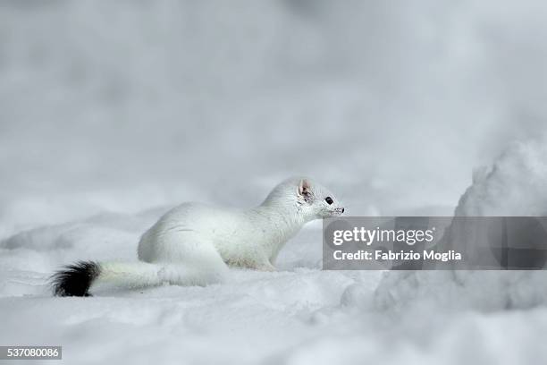 stoat - mustela erminea stock pictures, royalty-free photos & images