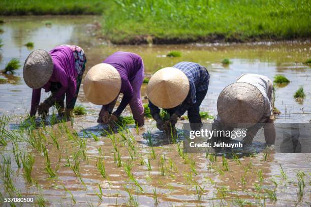 Asian Picking Rice Rice Picking Hat : Rice paddy hat hi-res stock photography and images ...