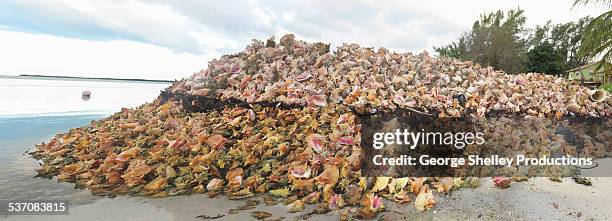 244 Conch Shell Bahamas Stock Photos, High-Res Pictures, and Images ...