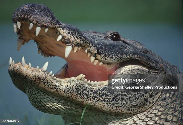 alligator portrait close up - aggressive stock pictures, royalty-free photos & images