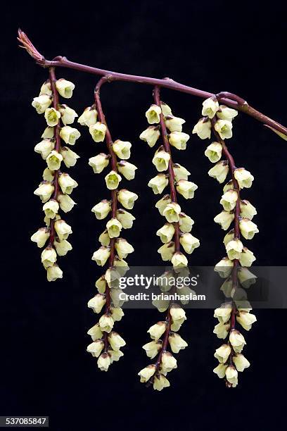 stachyurus - blütentraube stock-fotos und bilder