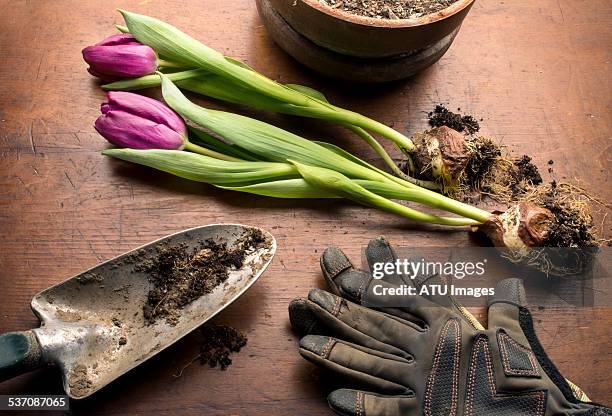 tulip planting scene - plant bulb stock pictures, royalty-free photos & images