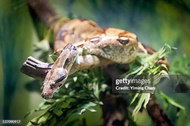 burmese python - burmese python tree stock pictures, royalty-free photos & images