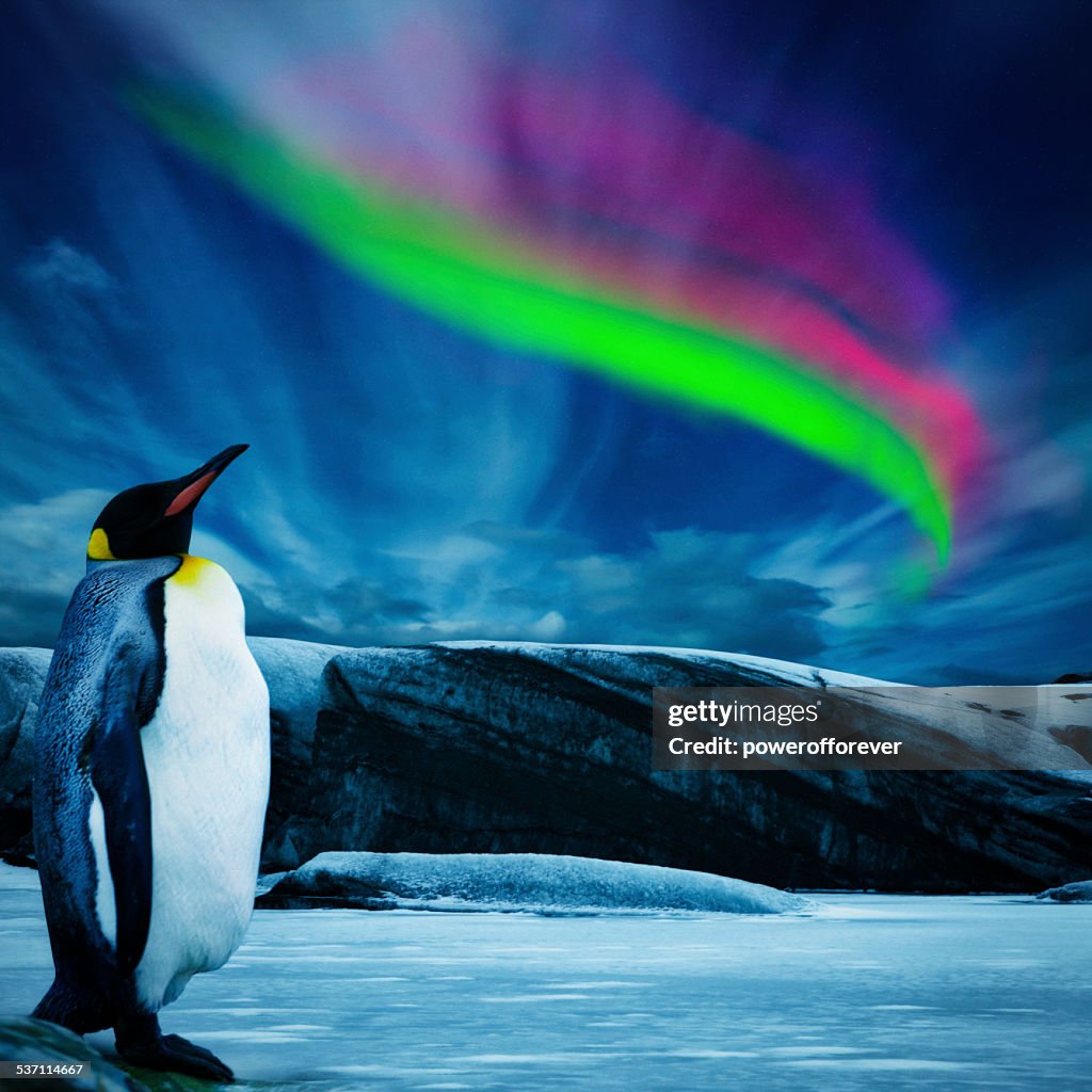 Penguin Under Southern Lights