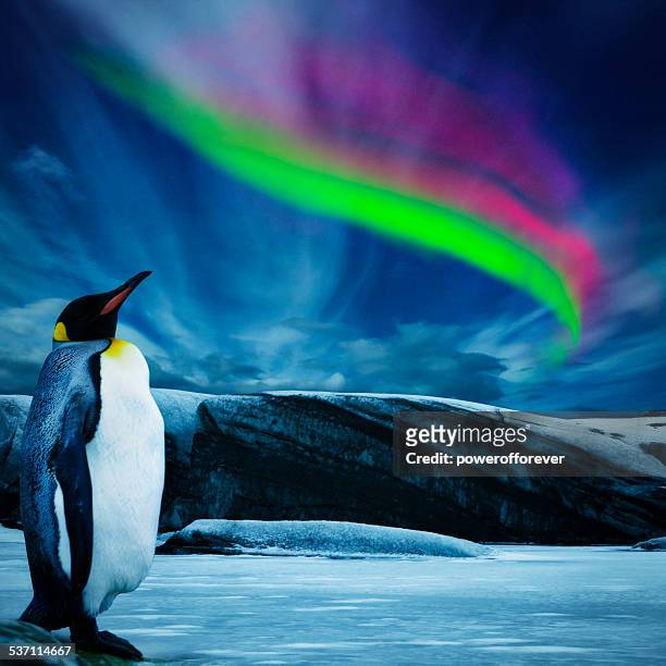 penguin under southern lights - aurora australis stock pictures, royalty-free photos & images
