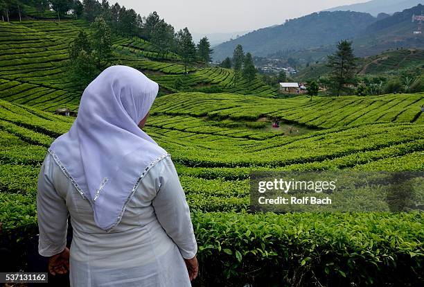 indonesia java, large tea plantations on puncak pass - puncak pass stock pictures, royalty-free photos & images