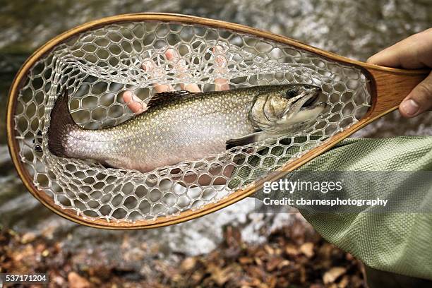 truite brune lieu en filet de pêche sur le fleuve de la pêche à la mouche - trout stock photos et images de collection