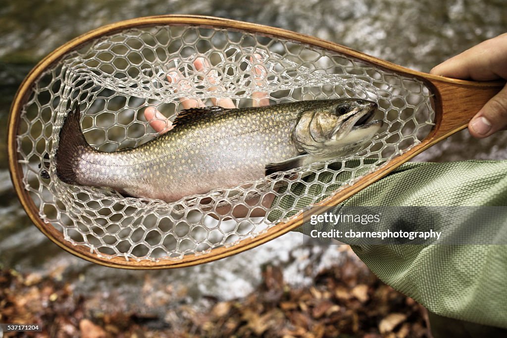 Brown trout held in net over river caught fly fishing