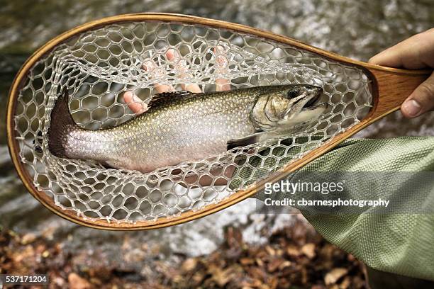 brown trout held in net over river caught fly fishing - trout fishing stock pictures, royalty-free photos & images