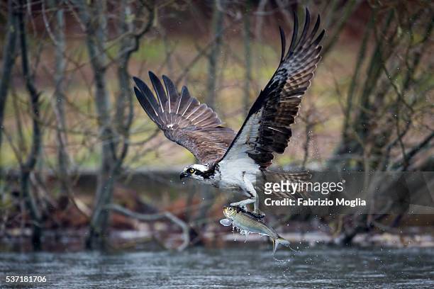 osprey - fischadler stock pictures, royalty-free photos & images