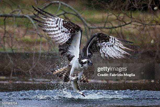 osprey - fischadler stock pictures, royalty-free photos & images
