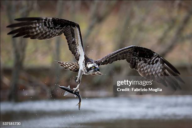 osprey - fischadler stock pictures, royalty-free photos & images