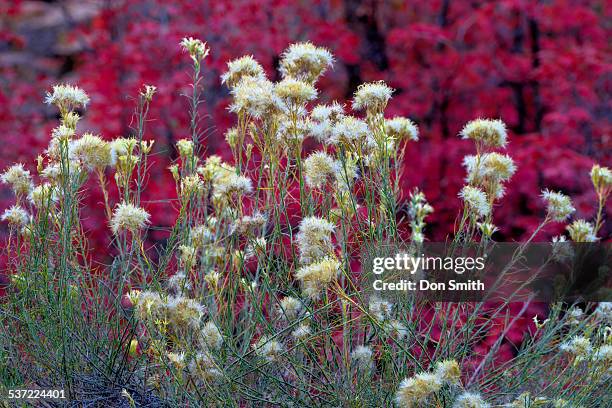 rabbit brush against maples - rabbit brush stock pictures, royalty-free photos & images