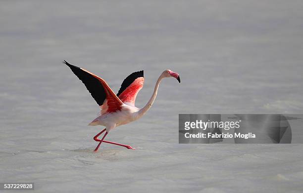 flamingo - flamant rose 個照片及圖片檔