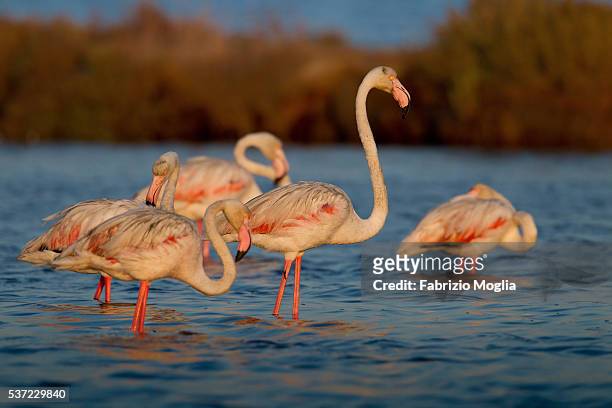 flamingo - flamant rose stock pictures, royalty-free photos & images