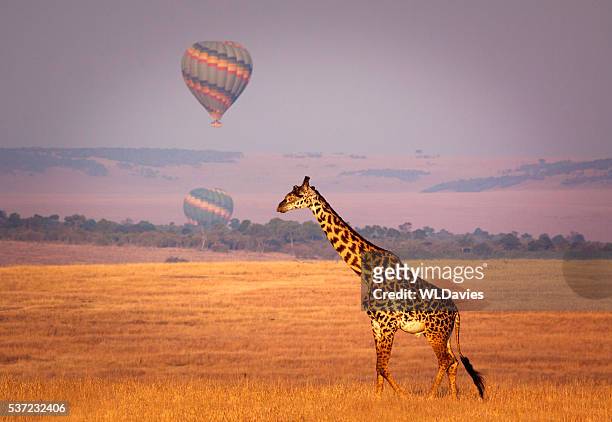 jirafa y globos aerostáticos - kenia fotografías e imágenes de stock