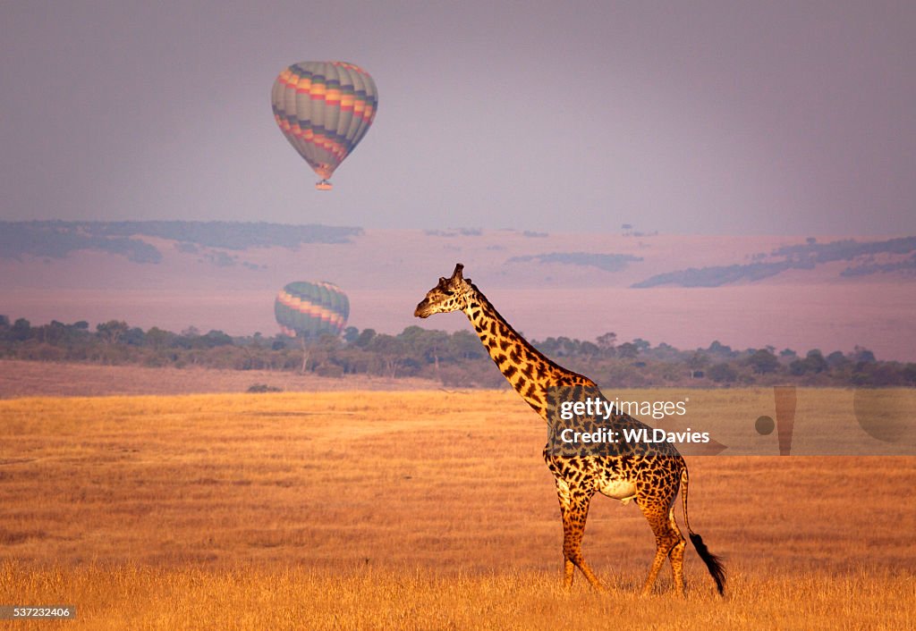 Giraffe and balloon
