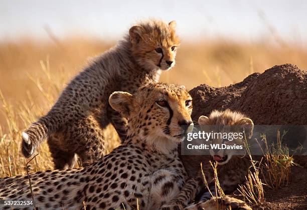cheetah and cubs - jachtluipaard stockfoto's en -beelden