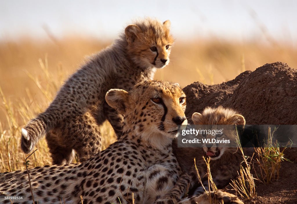 Cheetah and cubs