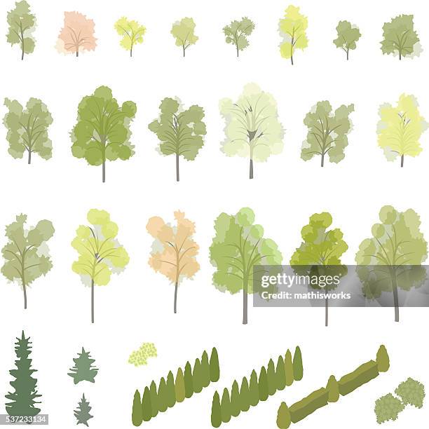 isometric trees and shrubs - thuja occidentalis stock illustrations