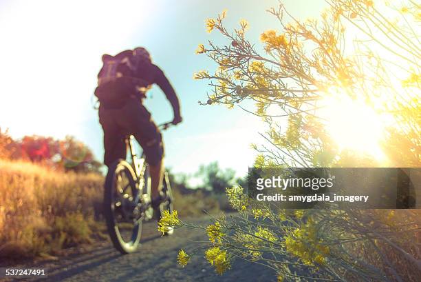 adventure and sports in the environment - meadow flowers stock pictures, royalty-free photos & images