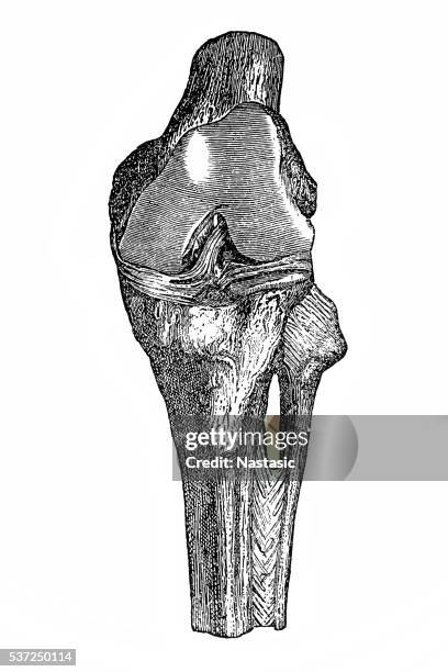 ilustraciones, imágenes clip art, dibujos animados e iconos de stock de articulación de la rodilla - human femur