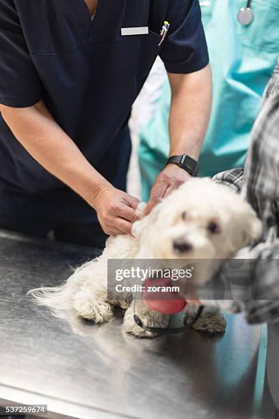 veterinarian giving dog injection - dog getting vaccine stock pictures, royalty-free photos & images