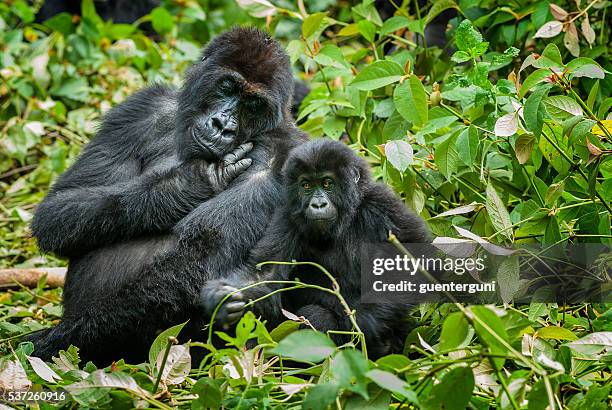 mother and son eastern lowland gorilla, congo, wildlife shot - eastern lowland gorilla bildbanksfoton och bilder