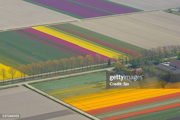 aerial view on tulip flowers fields growing in spring - plant bulb stock pictures, royalty-free photos & images