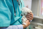 Veterinarian stroking bichon puppy