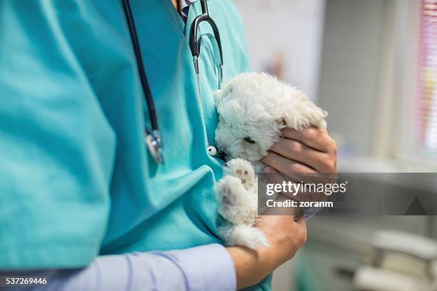 veterinarian stroking bichon puppy - otoscope bildbanksfoton och bilder