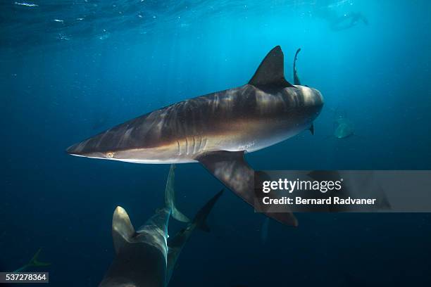 several silver tip sharks - silver shark stock pictures, royalty-free photos & images
