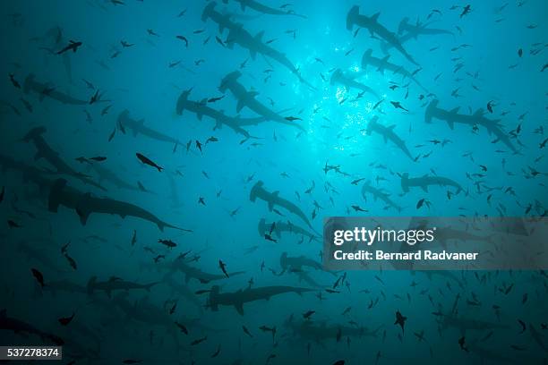 big shoal of hammerhead sharks swimming trough a cloud of small fish - big bird stockfoto's en -beelden